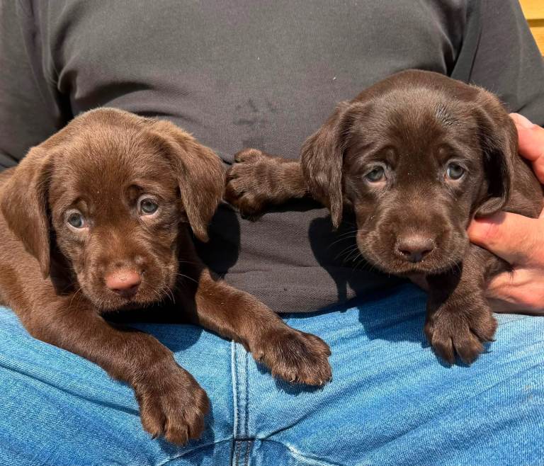 Labrador puppies