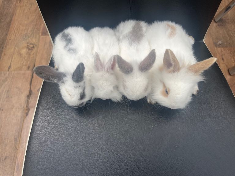Mini lop bunnies for sale