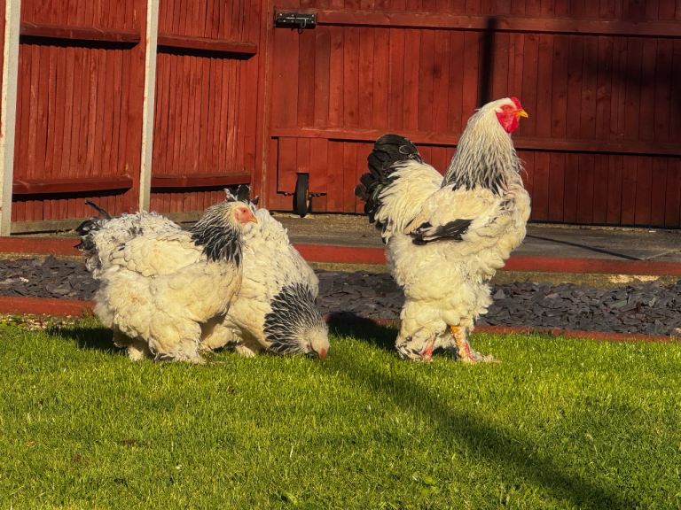 3 Chicken