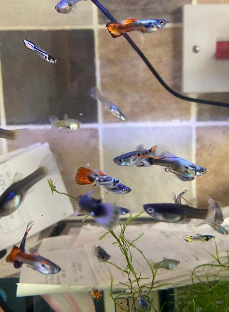 Guppies,  Lemon Plecs and Wild Neo Shrimp.