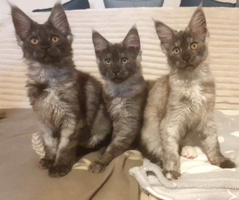 Maine coon kittens 