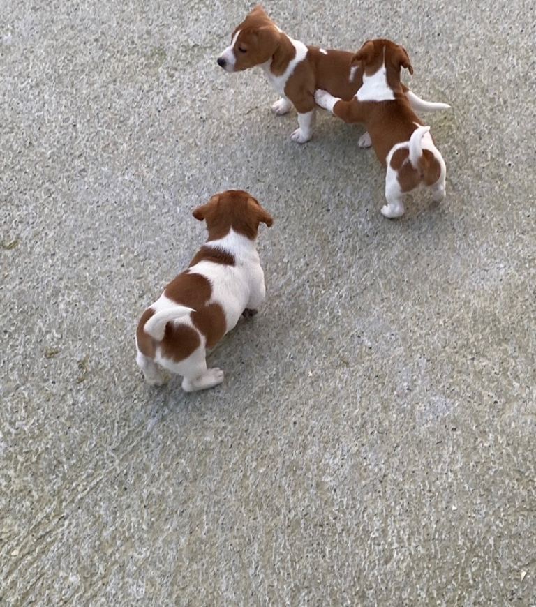 Jack Russell pups