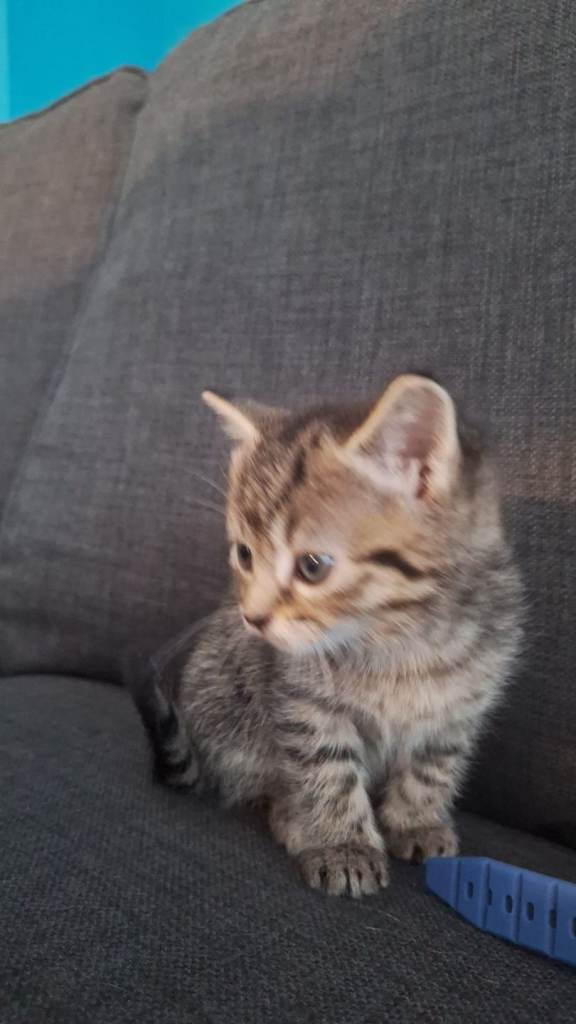 Kittens