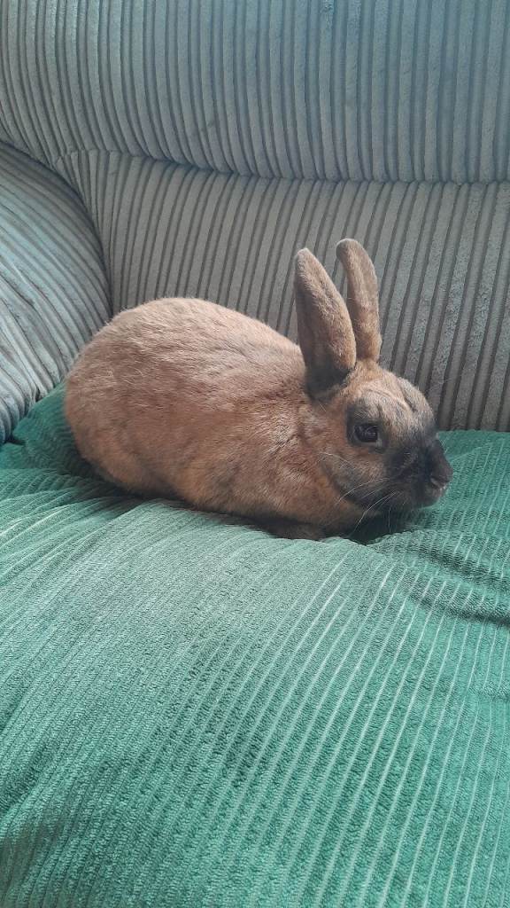beautiful sooty fawn rabbit