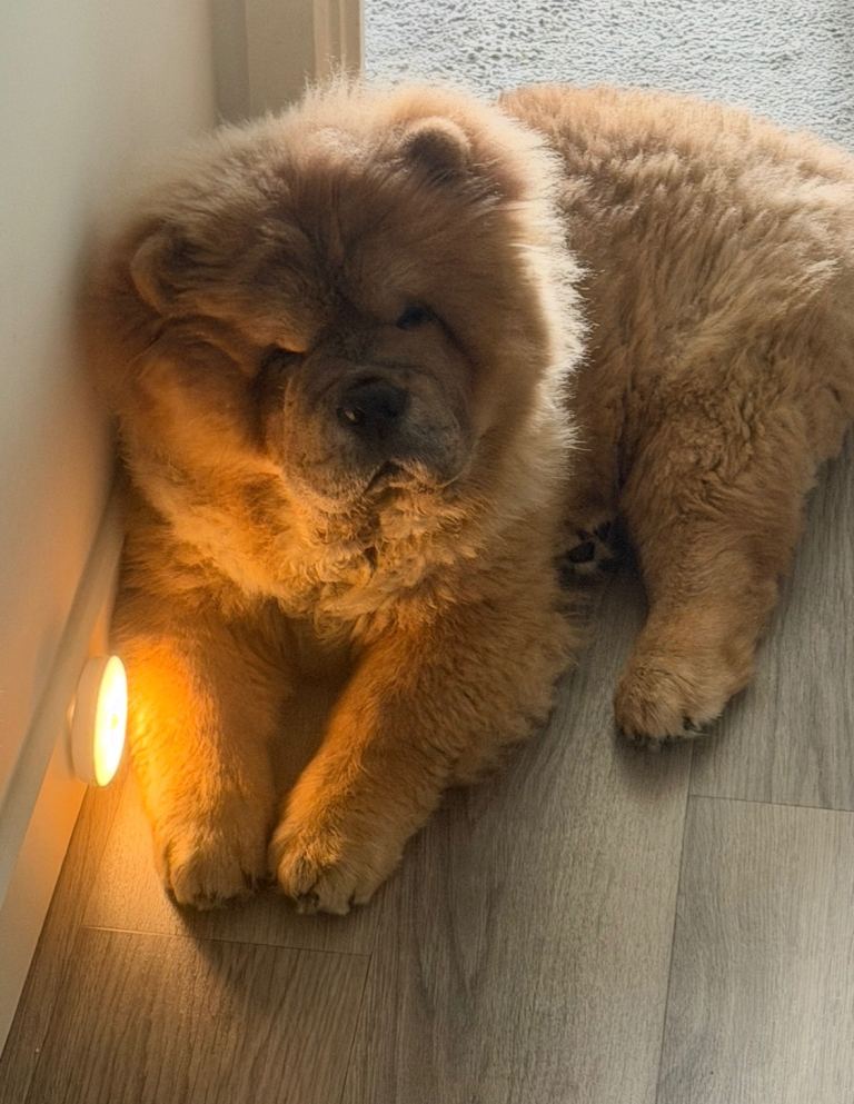 Chow chow 