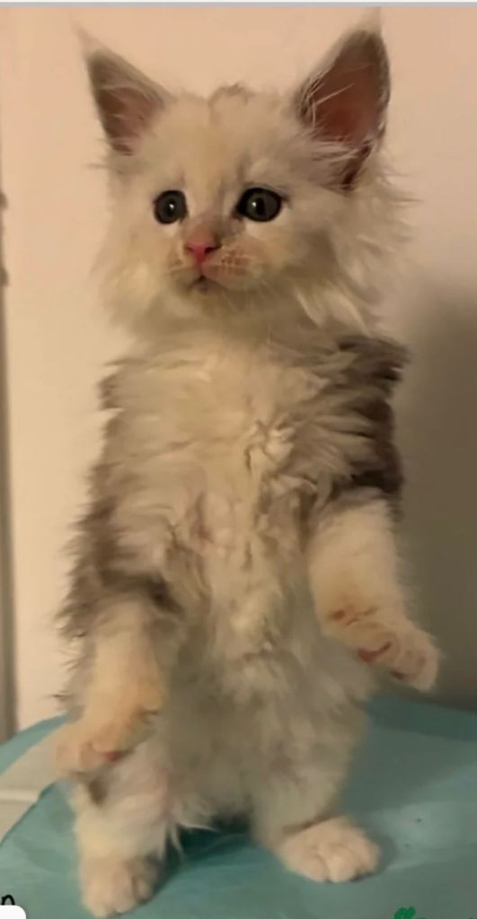 Poly Maine Coon Kittens neutered vaccinated registered