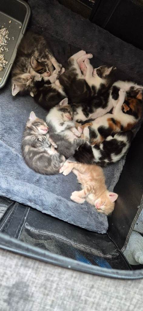 Beautiful maine coon cross kittens 