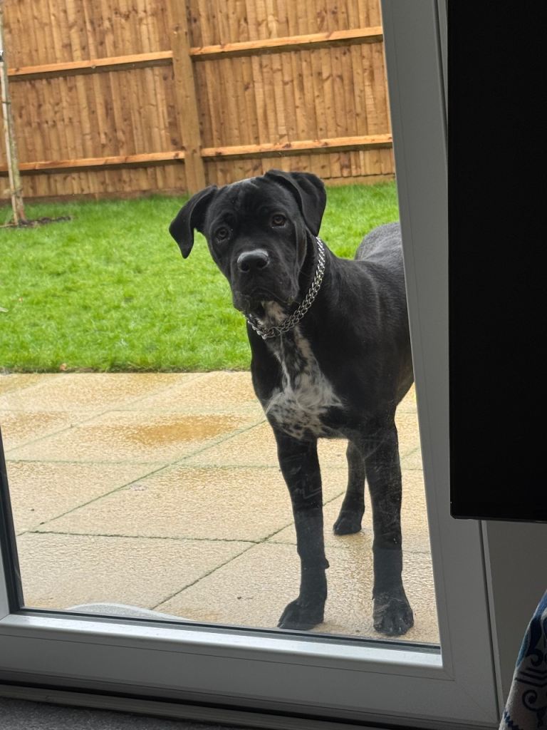 Stunning 12-Month-Old Male Cane Corso – Black with White Chest