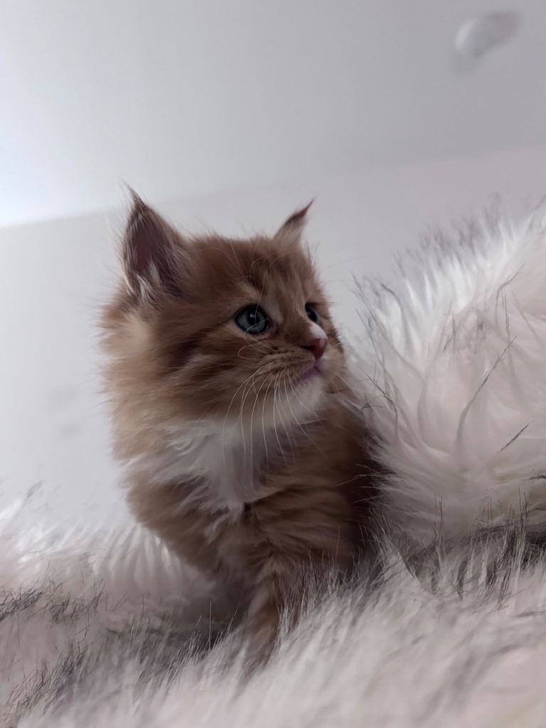 Maine coon kittens 