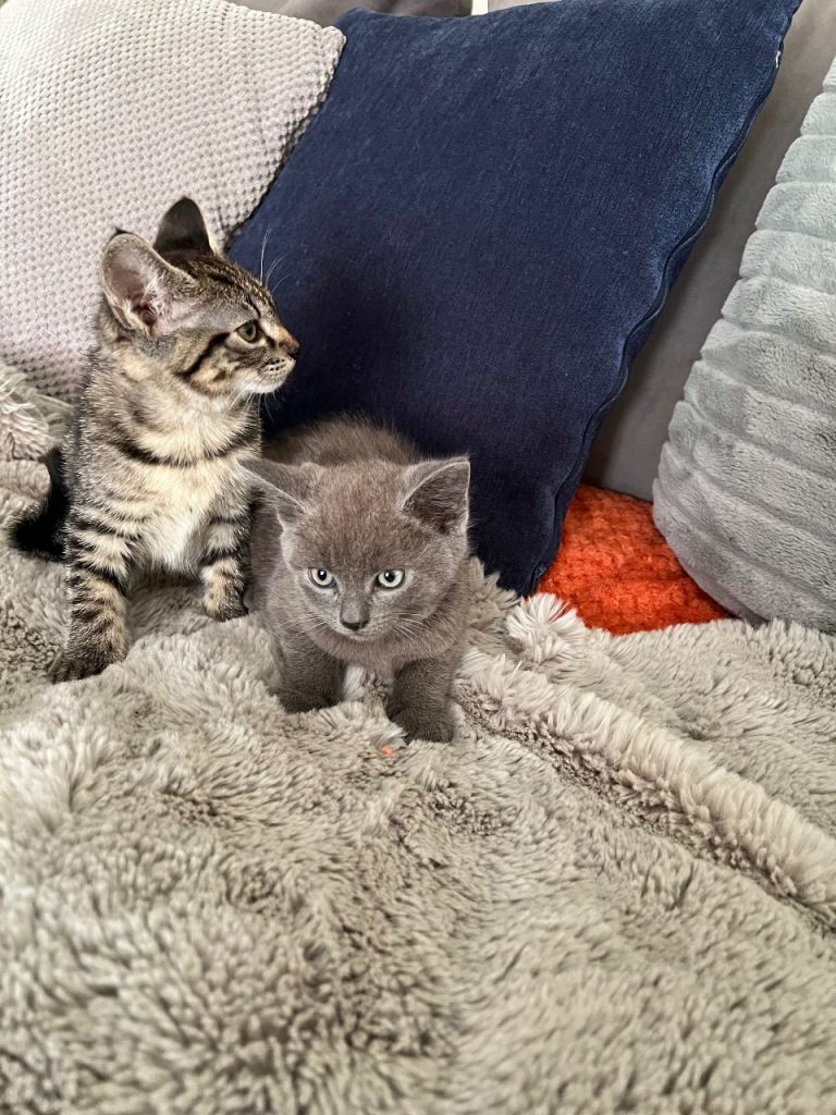 2 adorable kittens british shorthaired x domestic tabby cat 