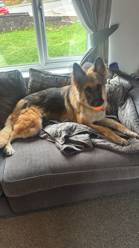 4year old German Shepard male