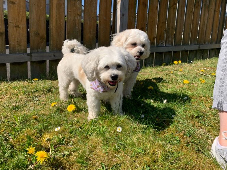 Dogs for Sale to a good home