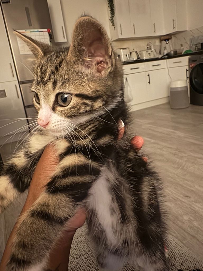 kitten need a loving home