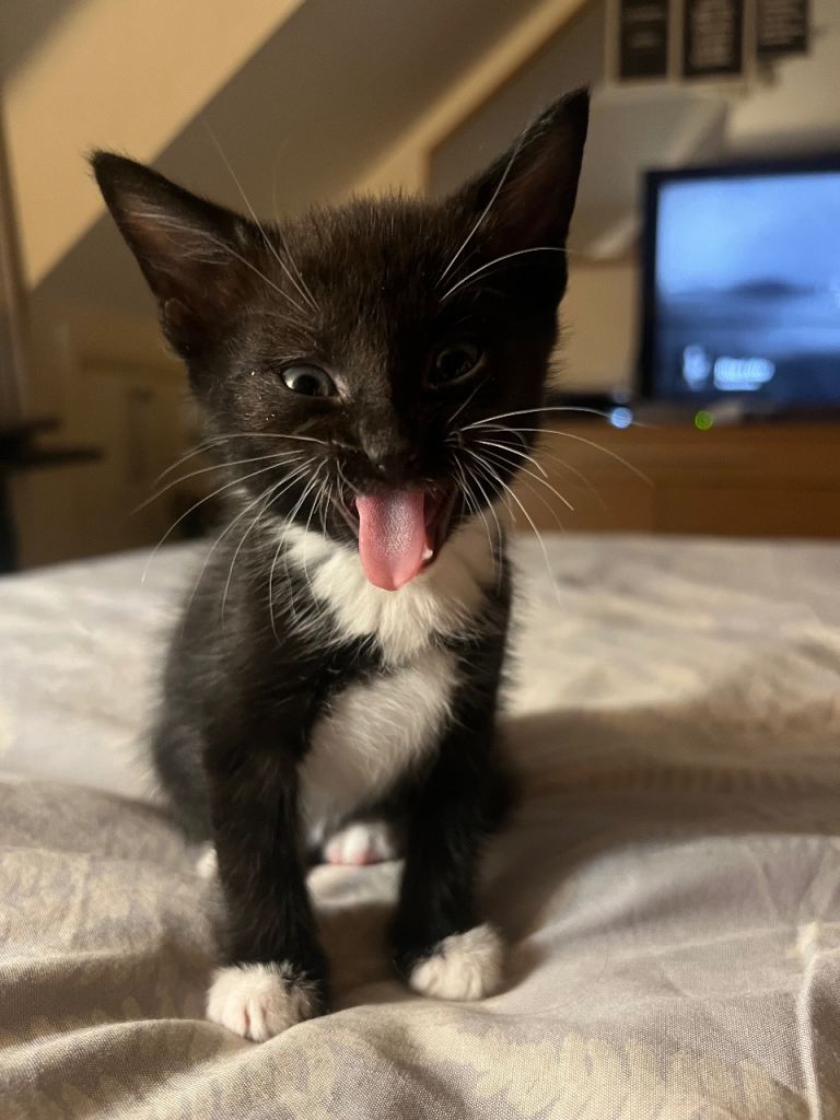 🐾 Beautiful Kittens Ready for Their New Homes 🐾