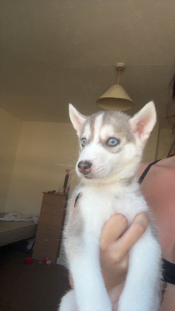 Husky pups for sale 
