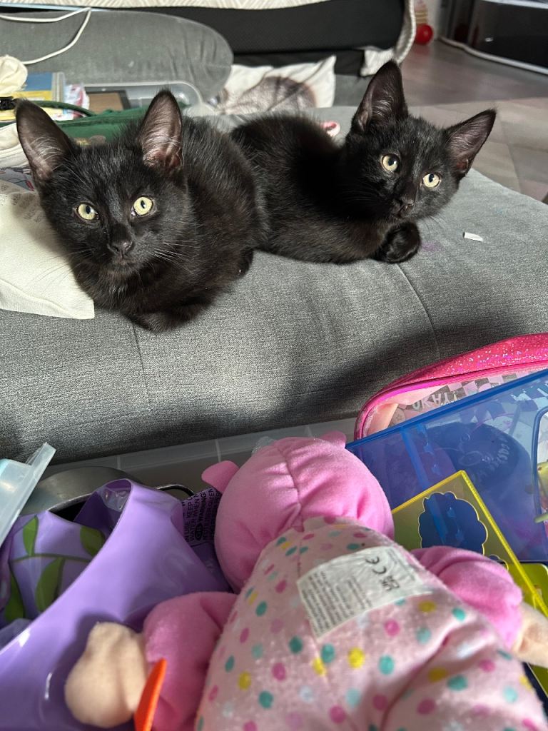 2 adorable black male kittens 