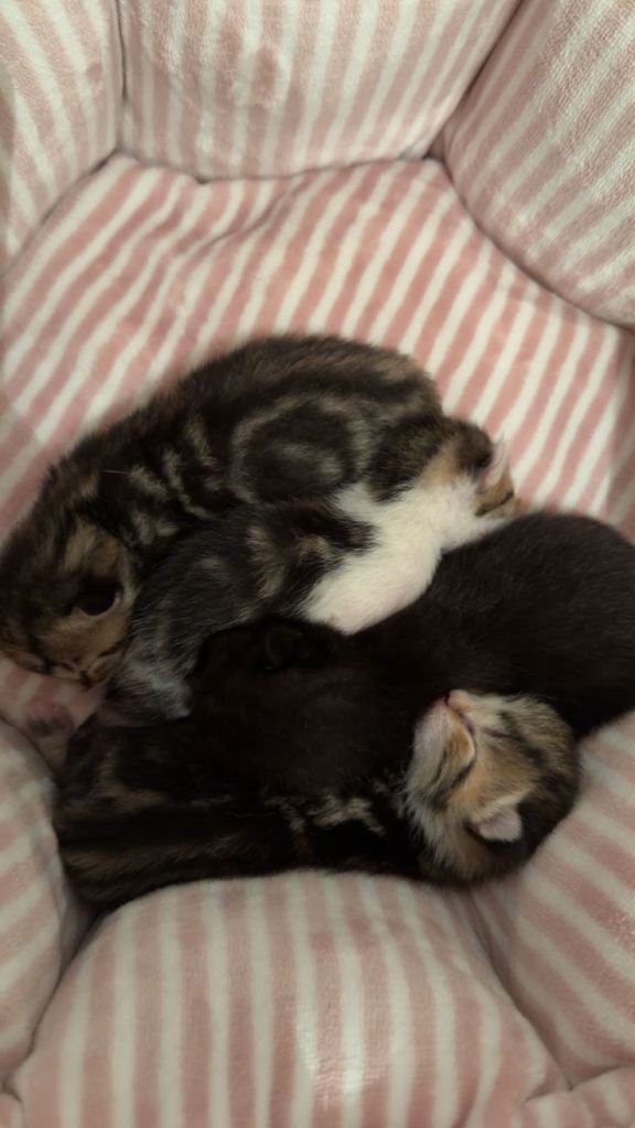 Kittens for sale 