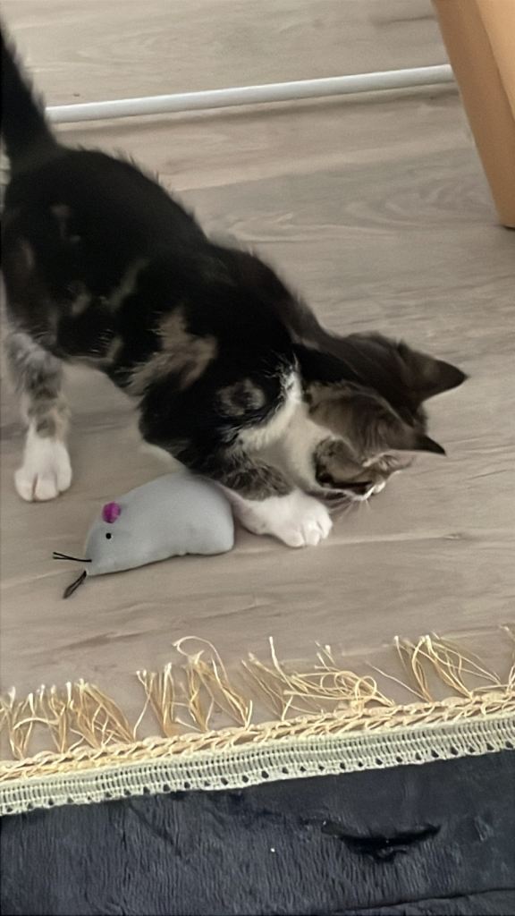 8 week old tabby looking to rehome litter trained and vaccinated 