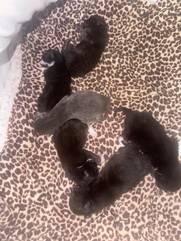 6 kittens for sale in 7.5 weeks