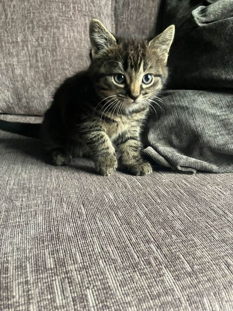 Female tabby kitten 