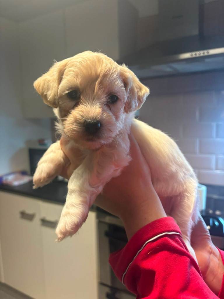 Lhasa apso/bichon puppies