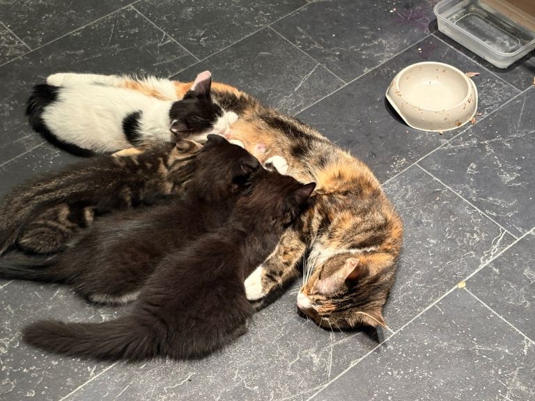 2 Beautiful Kittens For Sale 