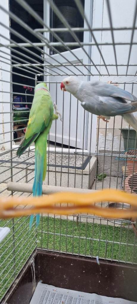 Budgies 