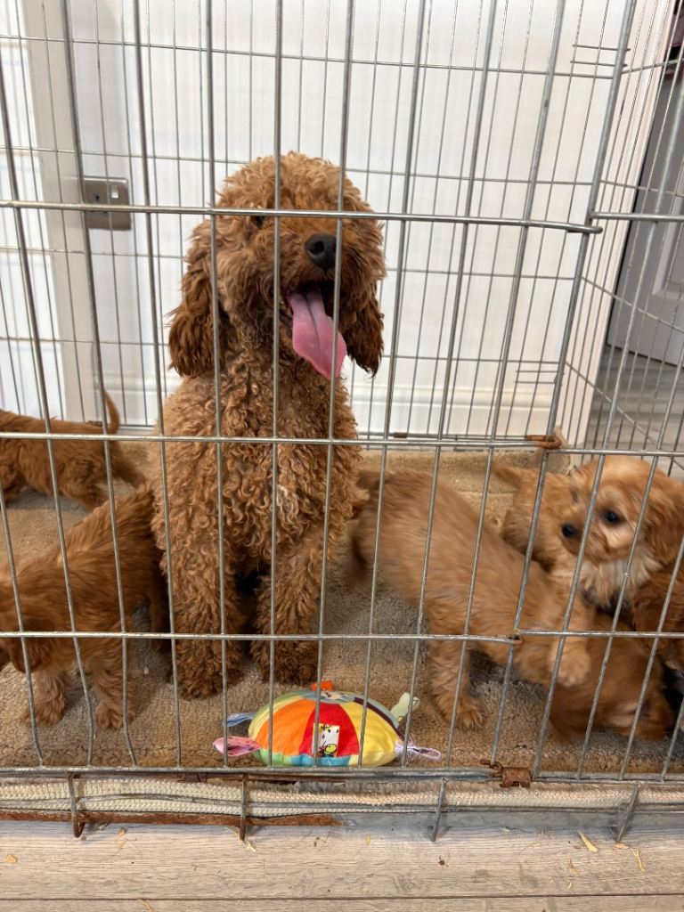 Cavapoo puppies 