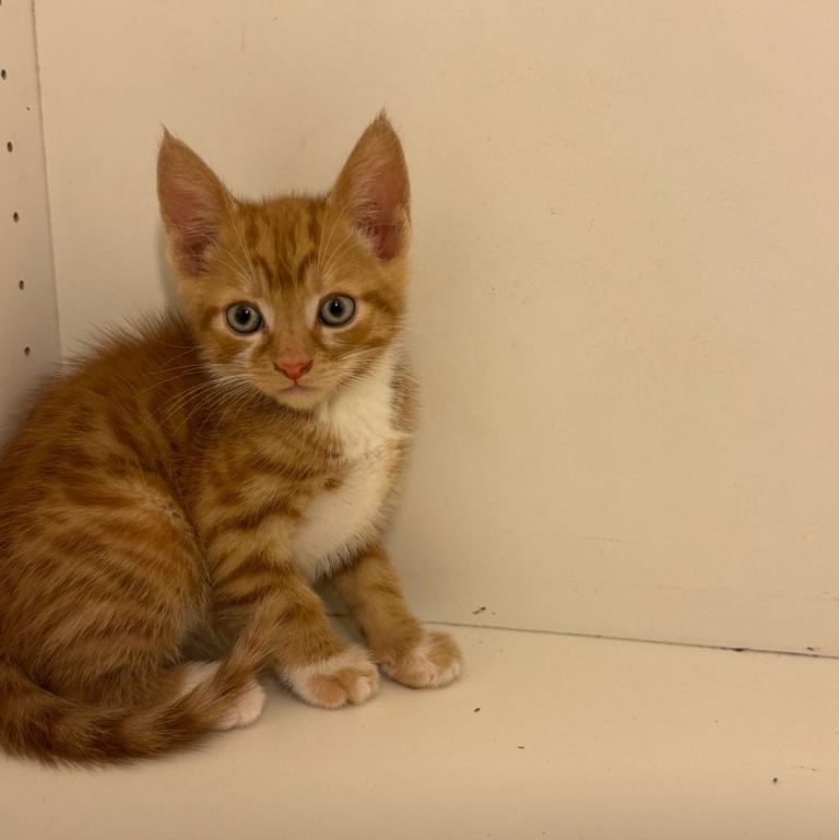 Beautiful ginger kitty cat redy to go new lovely home