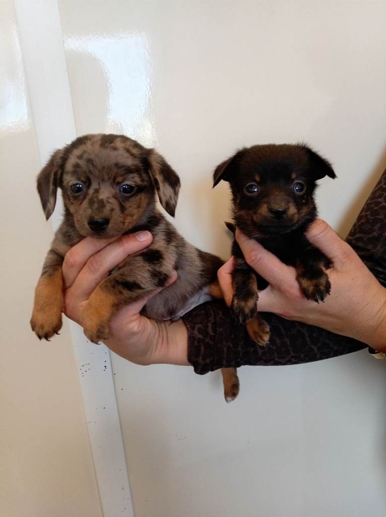 Dachuand x puppies