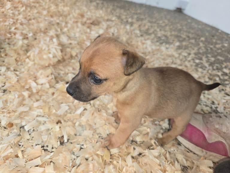 Jack russell pup last one
