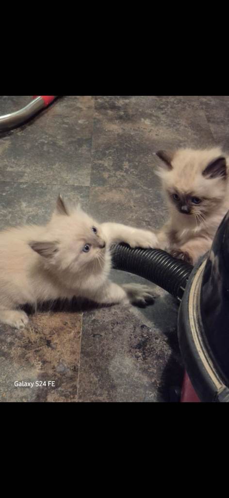 Ragdoll kittens 