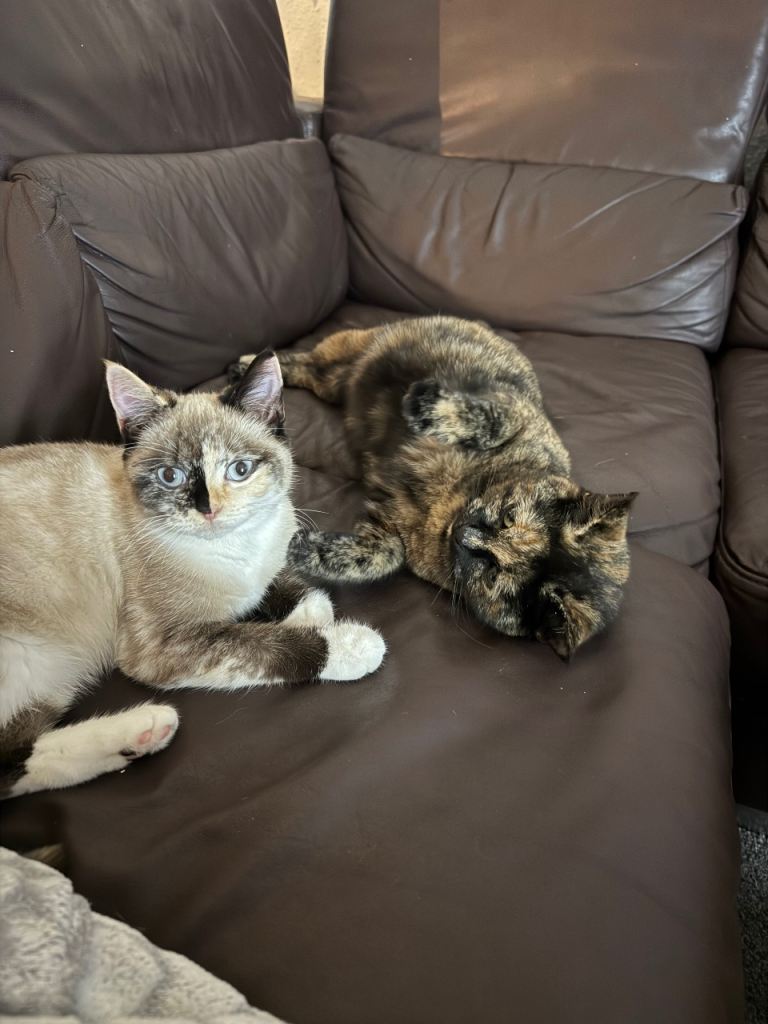 Mix British shorthair &ragdoll.  The kitten white one Is £250 and the mix brown  is £150 