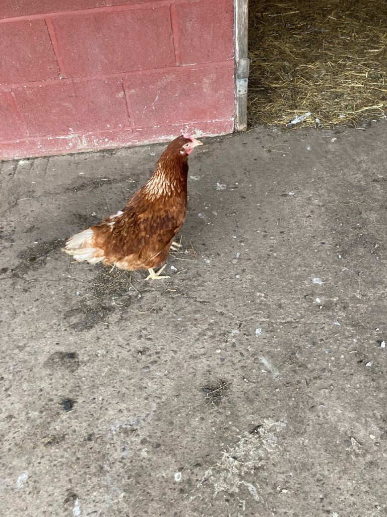 Hybrid hens