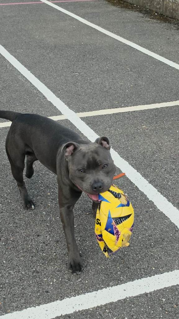 blue staffie 