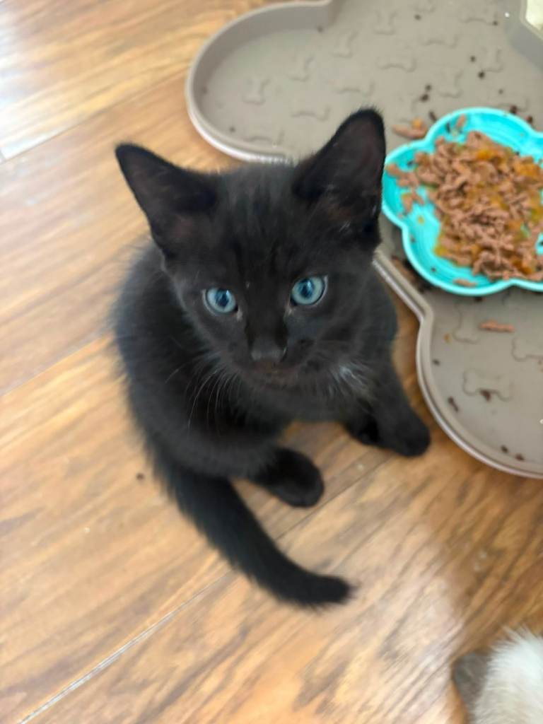 Beautiful kitten