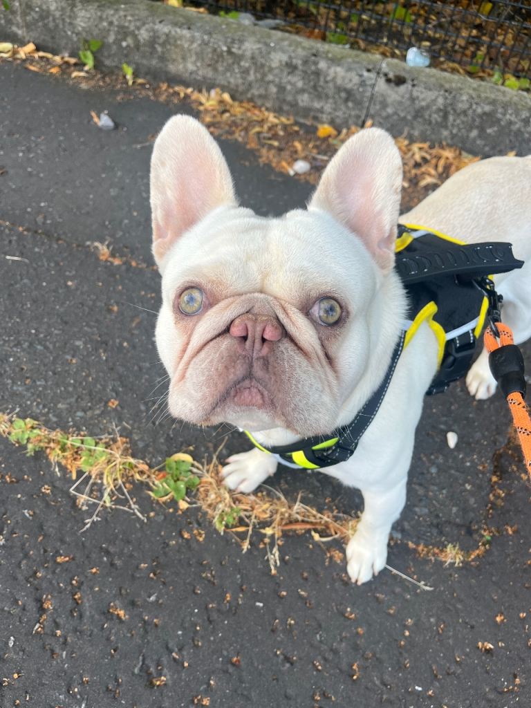 Boris -French Bulldog