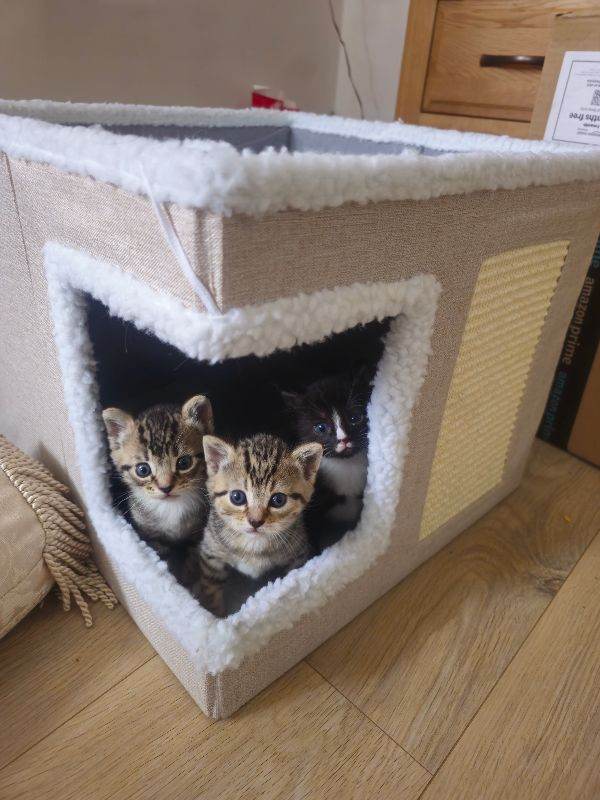 2 tabby kittens females 1 tuxedo male