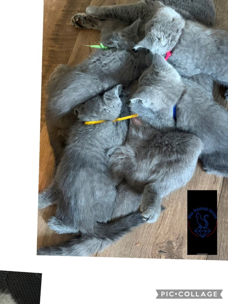 British Shorthair Kitten 