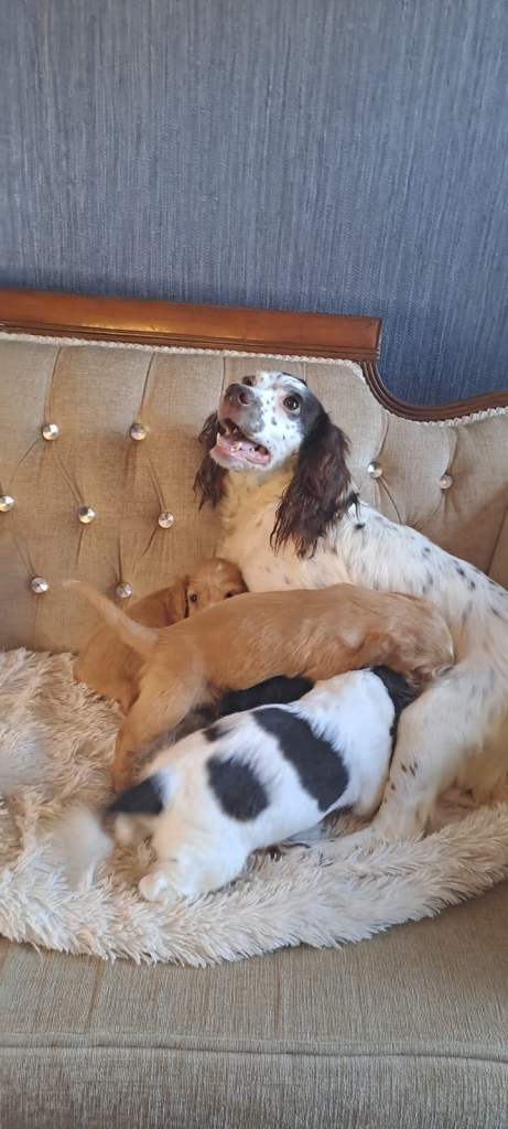 Kc cocker spaniel pups.
