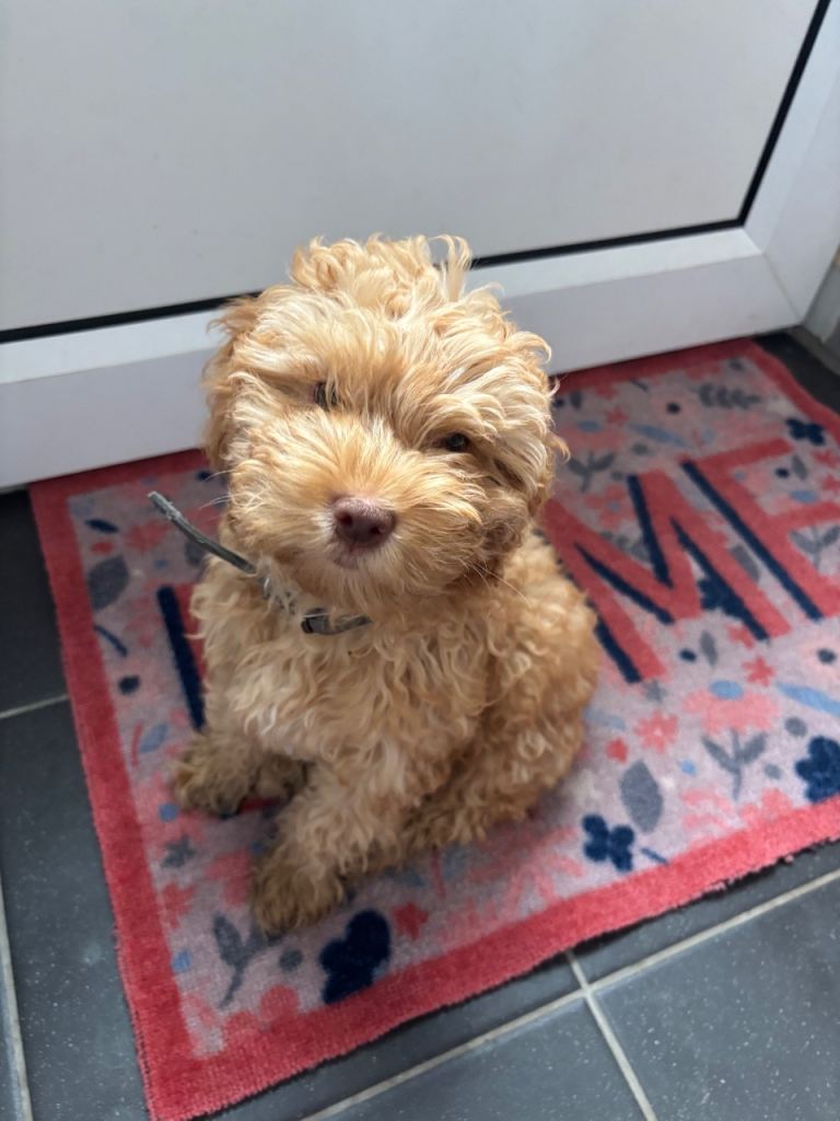 Tan coloured cockapoo for sale 