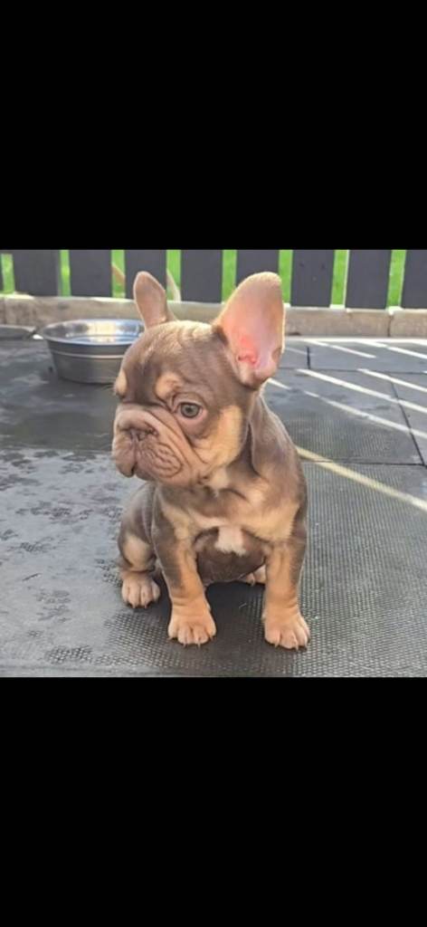 French bulldog puppy