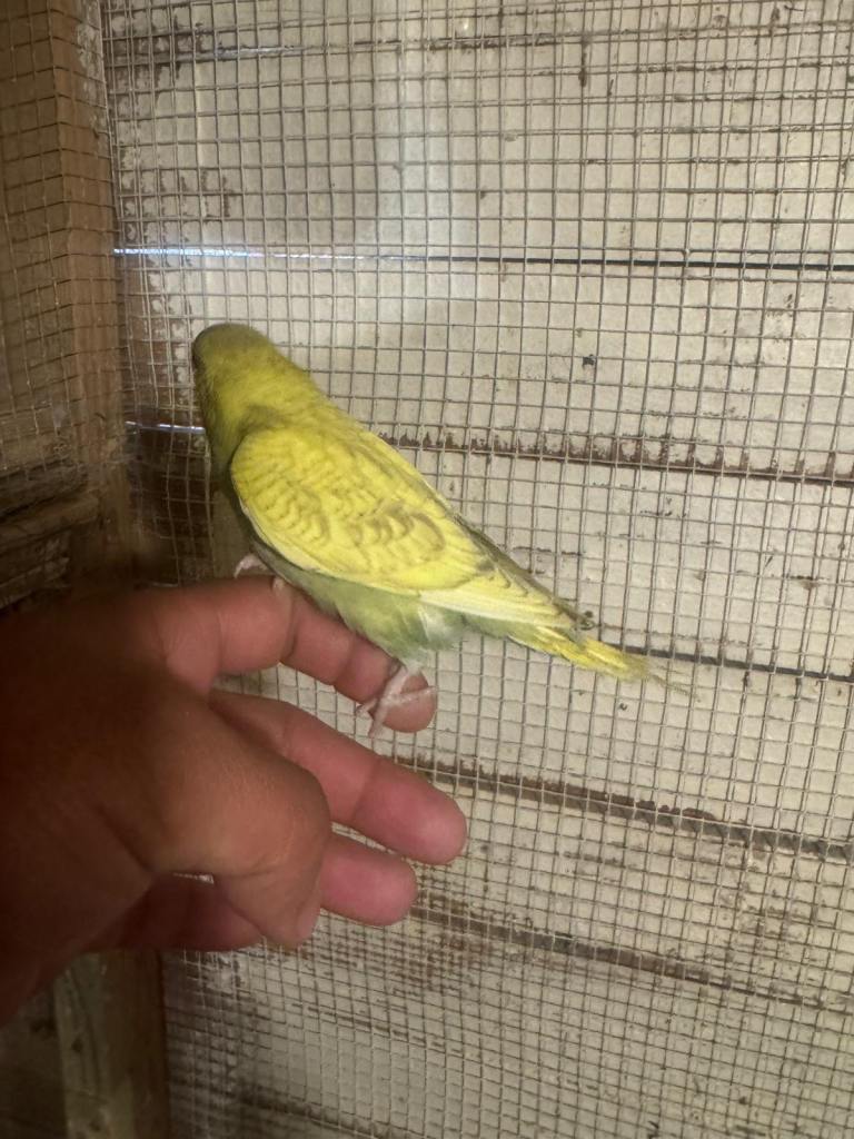 Baby budgies for sale £40 each collection mk404nn