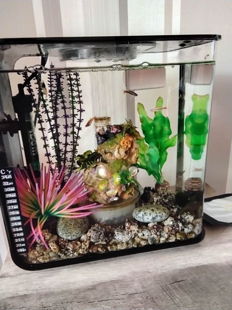 BiOrb Flow 15 Aquarium with everything you need