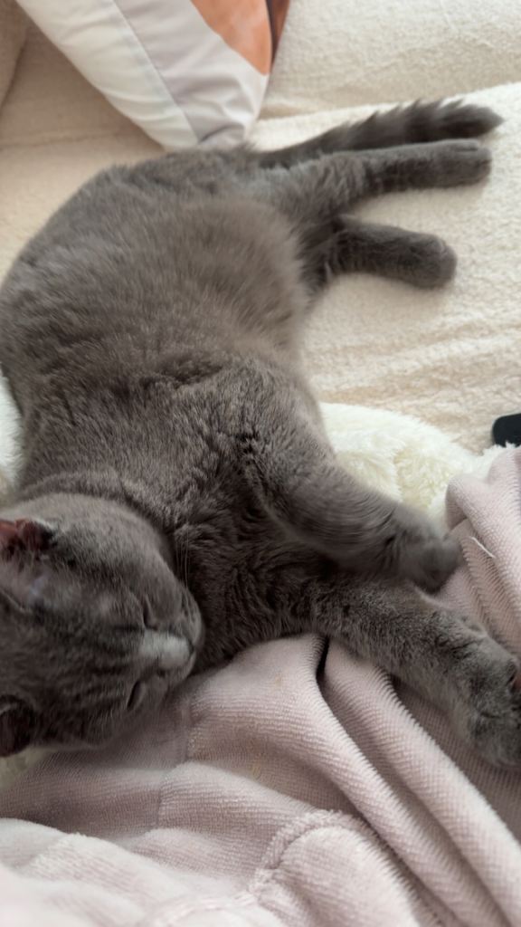 British Shorthair Kitten 