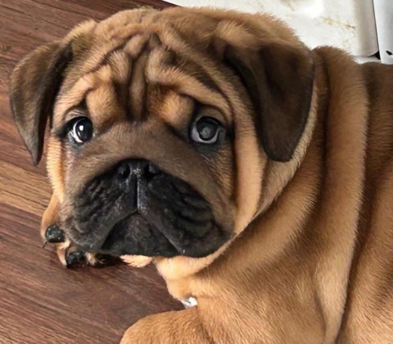 Quality English bulldogs 