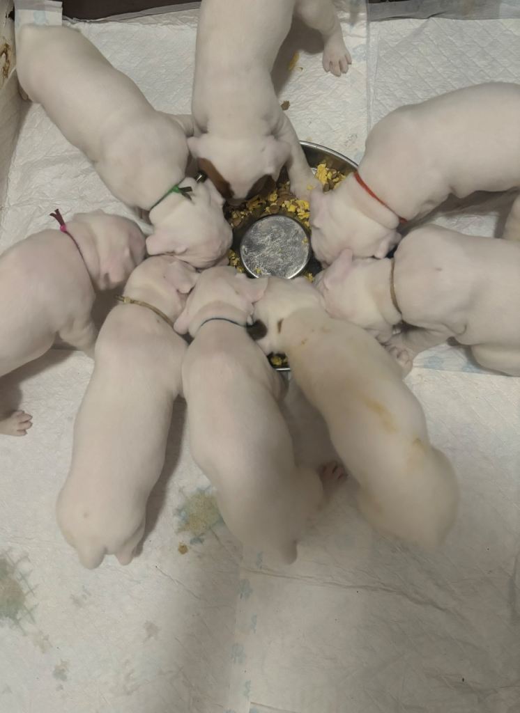Beautiful litter white boxer puppies 