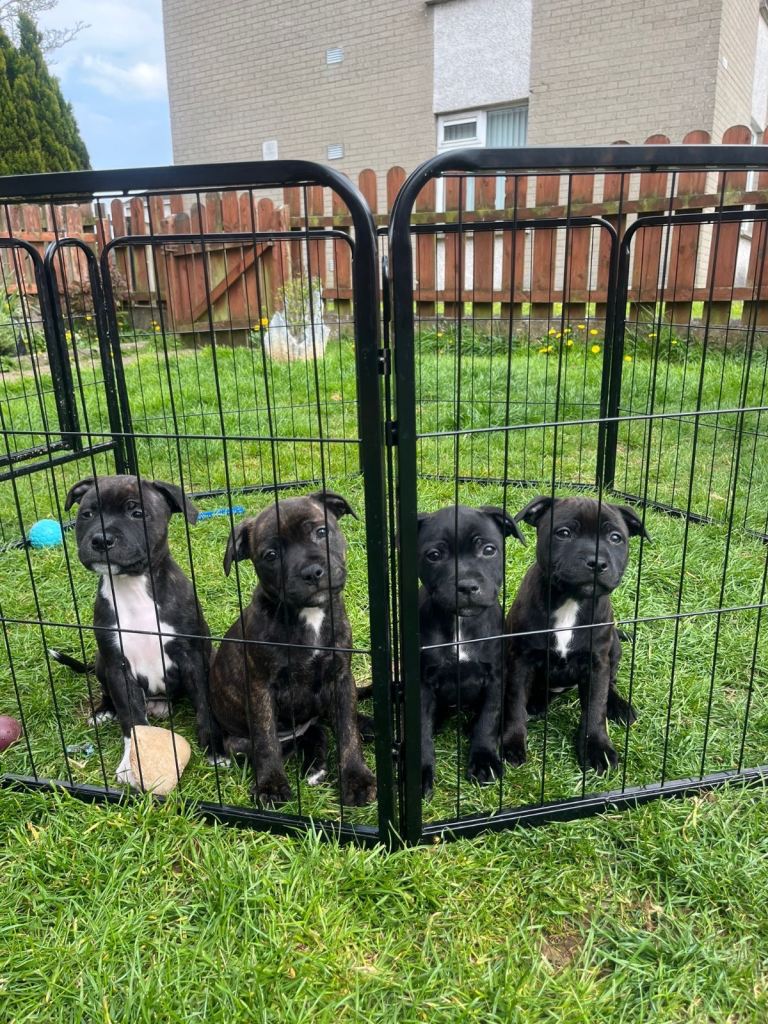 Puppies for sale