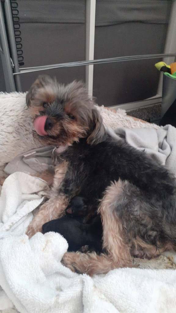 Beautiful Miniature Yorkshire Terrier Puppies - Boy & Girl