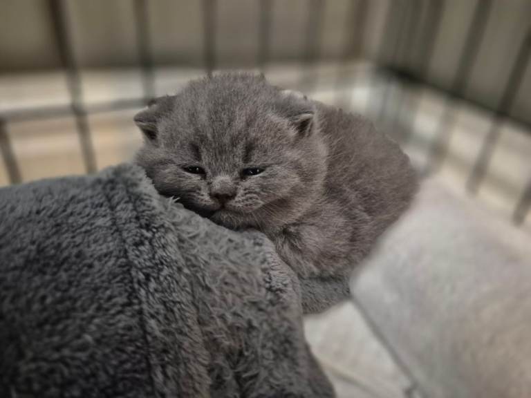Pedigree British Shorthair Kittens 
